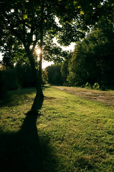Parklandschaft Vor Dem Hintergrund Der Untergehenden Sonne — Stockfoto