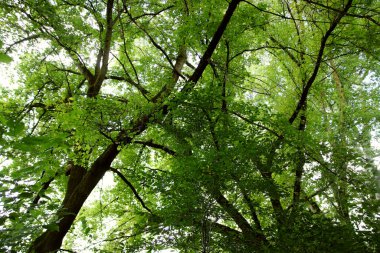 Renkli bir yaz manzarası. Vahşi ormanda bir yürüyüş. Varlığın atmosferi.