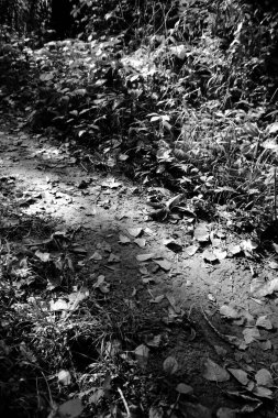 Siyah beyaz manzara. Mistik çimleri ve patikaları olan vahşi bir orman. Varlık etkisi.