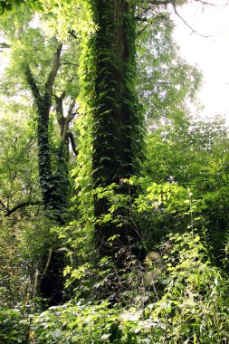 Renkli bir yaz manzarası. Vahşi ormanda bir yürüyüş. Varlığın atmosferi.