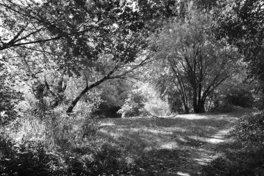 Siyah beyaz manzara. Mistik çimleri ve patikaları olan vahşi bir orman. Varlık etkisi.
