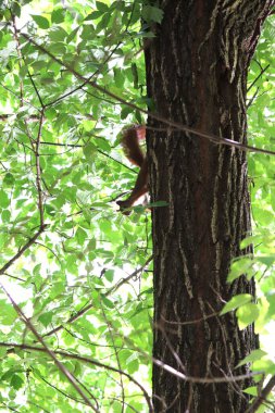 Ağaç dalları. Yeşil yapraklar. Küçük sincap uzaktan ağaçta hareket ediyor.