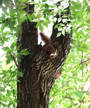 Ağaç dalları. Yeşil yapraklar. Küçük sincap uzaktan ağaçta hareket ediyor.
