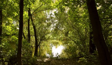 Renkli bir yaz manzarası. Vahşi ormanda bir yürüyüş. Varlığın atmosferi.