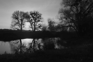 Siyah beyaz manzara. Mistik çimleri, patikaları ve nehri olan vahşi bir orman. Varlık etkisi.