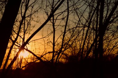 Vahşi yaşamın peyzajı. Nehrin kıyısında sonbahar yaprakları var..
