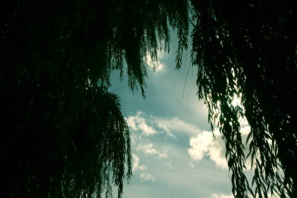 Sommarlandskap Dangling Pilträd Grenar Mot Molnig Himmel — Stockfoto
