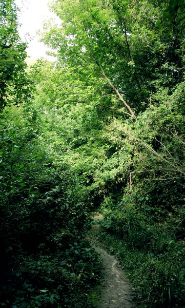 Een Kleurrijk Zomerlandschap Een Wandeling Het Wilde Bos Sfeer Van — Stockfoto