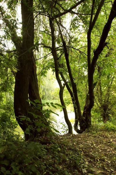 Kolorowy Letni Krajobraz Spacer Dzikim Lesie Atmosfera Obecności — Zdjęcie stockowe