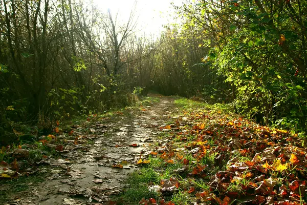 Krajobraz Dzikiej Przyrody Ścieżką Pokrytą Opadłymi Jesiennymi Liśćmi Niski Kąt — Zdjęcie stockowe