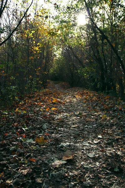 Paisagem Vida Selvagem Com Caminho Coberto Com Folhas Outono Caídas — Fotografia de Stock