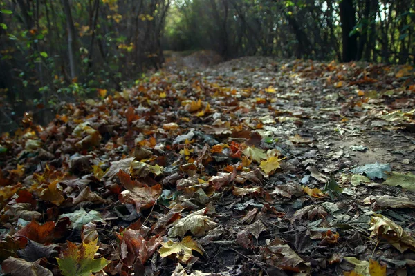 Landschaft Der Tierwelt Mit Einem Pfad Der Mit Fallendem Herbstlaub — Stockfoto