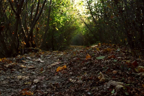 Krajobraz Dzikiej Przyrody Ścieżką Pokrytą Opadłymi Jesiennymi Liśćmi Niski Kąt — Zdjęcie stockowe