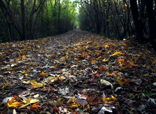 Landscape Wildlife Path Covered Fallen Autumn Leaves Low Angle — Stock Photo, Image