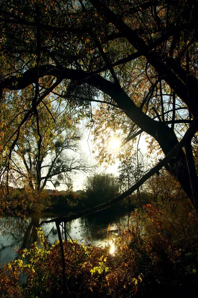 Осінній Пейзаж Дика Природа Річковий Берег Вкритий Осіннім Листям — стокове фото