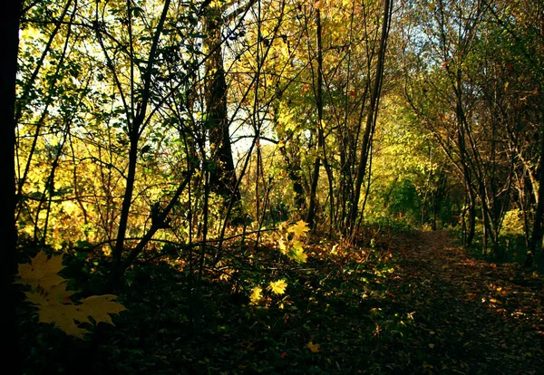 Landschap Van Wilde Dieren Oever Van Rivier Bedekt Met Herfstbladeren — Stockfoto
