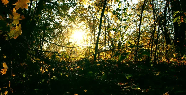 Пейзаж Дикой Природы Берег Реки Покрыт Осенними Листьями — стоковое фото