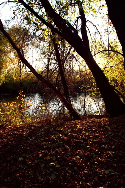 Herbstlandschaft Wildtiere Ein Mit Herbstblättern Bedecktes Flussufer — Stockfoto