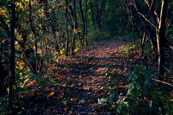 Krajobraz Dzikiej Przyrody Ścieżką Pokrytą Opadłymi Jesiennymi Liśćmi — Zdjęcie stockowe
