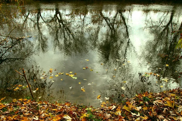 Autumn Landscape Wildlife River Bank Covered Autumn Leaves — Stock Photo, Image