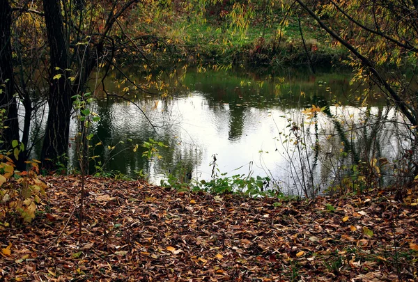 秋の風景 野生生物 秋の葉で覆われた川岸 — ストック写真