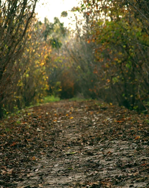 Krajobraz Dzikiej Przyrody Ścieżką Pokrytą Opadłymi Jesiennymi Liśćmi — Zdjęcie stockowe