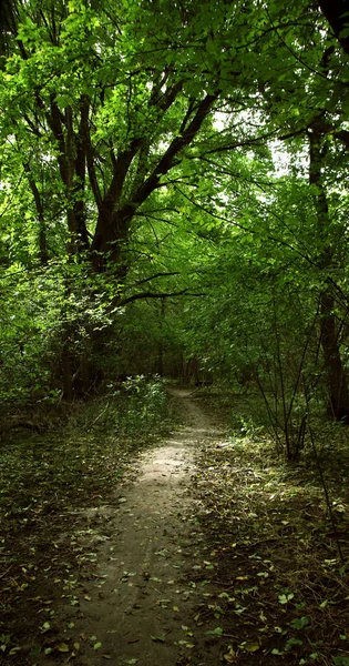 Barevná Letní Krajina Procházka Divokém Lese Atmosféra Přítomnosti — Stock fotografie