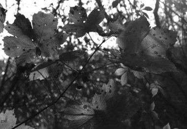 Güzel akçaağaç yaprakları sonbaharda güneşli bir günde ön planda ve arka planda bulanık. İnsan yok, kapat, boşluğu kopyala, makro.