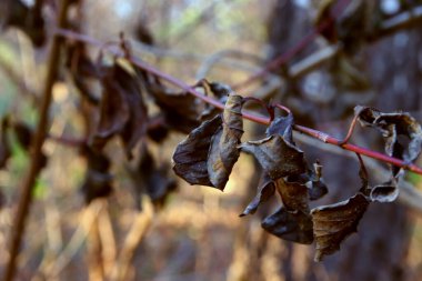Güzel akçaağaç yaprakları sonbaharda güneşli bir günde ön planda ve arka planda bulanık. İnsan yok, kapat, boşluğu kopyala, makro.