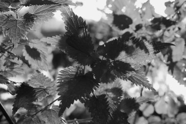 Güzel akçaağaç yaprakları sonbaharda güneşli bir günde ön planda ve arka planda bulanık. İnsan yok, kapat, boşluğu kopyala, makro.