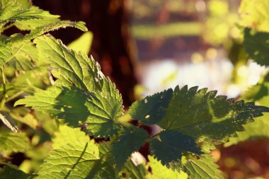 Güzel akçaağaç yaprakları sonbaharda güneşli bir günde ön planda ve arka planda bulanık. İnsan yok, kapat, boşluğu kopyala, makro.
