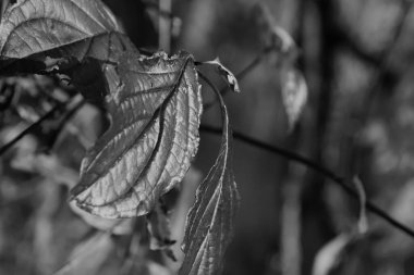 Güzel akçaağaç yaprakları sonbaharda güneşli bir günde ön planda ve arka planda bulanık. İnsan yok, kapat, boşluğu kopyala, makro.