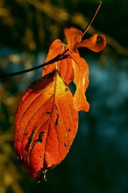 Güzel akçaağaç yaprakları sonbaharda güneşli bir günde ön planda ve arka planda bulanık. İnsan yok, kapat, boşluğu kopyala, makro.