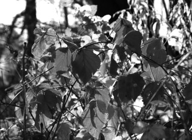 Güzel akçaağaç yaprakları sonbaharda güneşli bir günde ön planda ve arka planda bulanık. İnsan yok, kapat, boşluğu kopyala, makro.