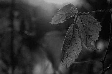 Güzel akçaağaç yaprakları sonbaharda güneşli bir günde ön planda ve arka planda bulanık. İnsan yok, kapat, boşluğu kopyala, makro.
