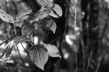 Güzel akçaağaç yaprakları sonbaharda güneşli bir günde ön planda ve arka planda bulanık. İnsan yok, kapat, boşluğu kopyala, makro.