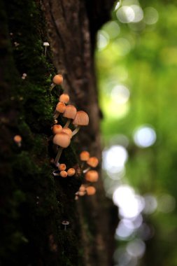 Yaz manzarası. Bir demet yabani mantar. Renkli fotoğraf.