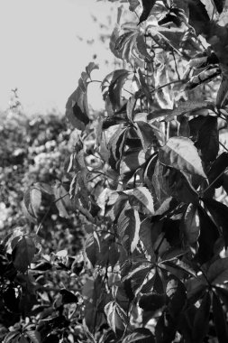 Güzel akçaağaç yaprakları sonbaharda güneşli bir günde ön planda ve arka planda bulanık. İnsan yok, kapat, boşluğu kopyala, makro.