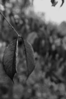 Güzel akçaağaç yaprakları sonbaharda güneşli bir günde ön planda ve arka planda bulanık. İnsan yok, kapat, boşluğu kopyala, makro.