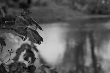 Güzel akçaağaç yaprakları sonbaharda güneşli bir günde ön planda ve arka planda bulanık. İnsan yok, kapat, boşluğu kopyala, makro.