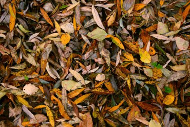 Güzel akçaağaç yaprakları sonbaharda güneşli bir günde ön planda ve arka planda bulanık. İnsan yok, kapat, boşluğu kopyala, makro.