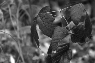 Güzel akçaağaç yaprakları sonbaharda güneşli bir günde ön planda ve arka planda bulanık. İnsan yok, kapat, boşluğu kopyala, makro.