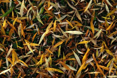 Güzel akçaağaç yaprakları sonbaharda güneşli bir günde ön planda ve arka planda bulanık. İnsan yok, kapat, boşluğu kopyala, makro.