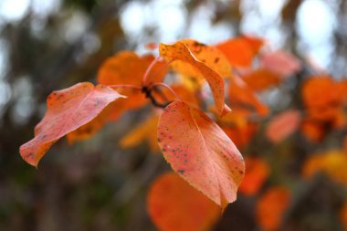 Güzel akçaağaç yaprakları sonbaharda güneşli bir günde ön planda ve arka planda bulanık. İnsan yok, kapat, boşluğu kopyala, makro.
