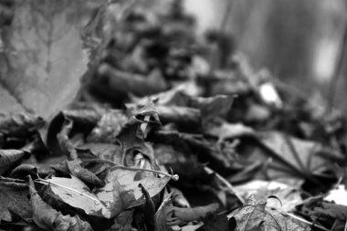 Güzel akçaağaç yaprakları sonbaharda güneşli bir günde ön planda ve arka planda bulanık. İnsan yok, kapat, boşluğu kopyala, makro.