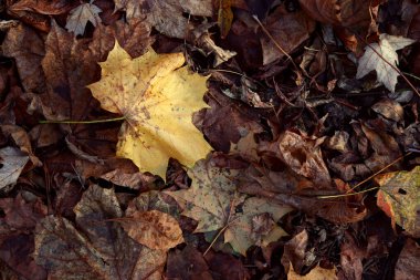 Güzel akçaağaç yaprakları sonbaharda güneşli bir günde ön planda ve arka planda bulanık. İnsan yok, kapat, boşluğu kopyala, makro.