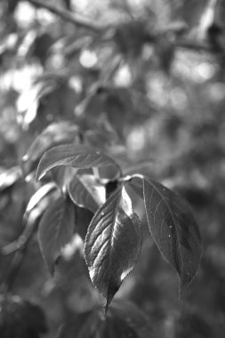 Güzel akçaağaç yaprakları sonbaharda güneşli bir günde ön planda ve arka planda bulanık. İnsan yok, kapat, boşluğu kopyala, makro.