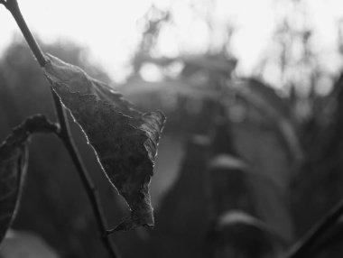 Güzel akçaağaç yaprakları sonbaharda güneşli bir günde ön planda ve arka planda bulanık. İnsan yok, kapat, boşluğu kopyala, makro.