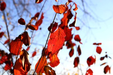 Güzel akçaağaç yaprakları sonbaharda güneşli bir günde ön planda ve arka planda bulanık. İnsan yok, kapat, boşluğu kopyala, makro.