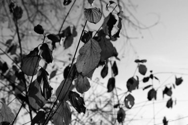 Güzel akçaağaç yaprakları sonbaharda güneşli bir günde ön planda ve arka planda bulanık. İnsan yok, kapat, boşluğu kopyala, makro.